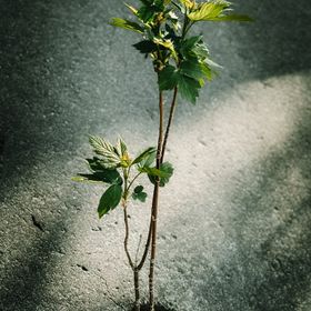 Broto de planta rompendo uma superfície de concreto