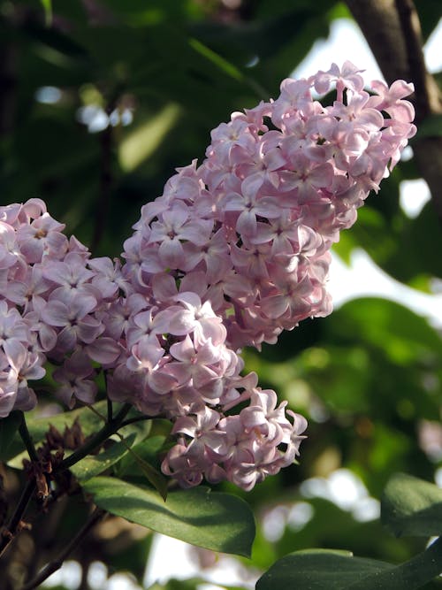 Photos gratuites de 4k, couleur lilas, fleur épanouie