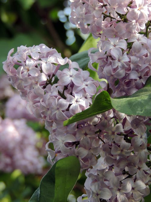 Fotos de stock gratuitas de 4k, color lila, flor que se abre