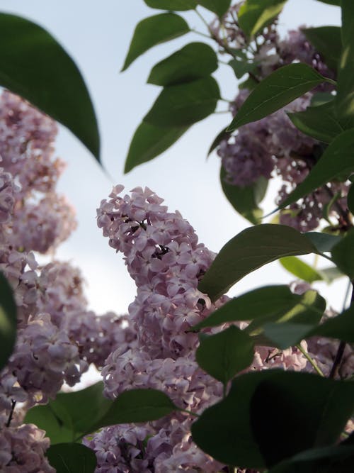 Foto d'estoc gratuïta de 4k, color lila, flor florida