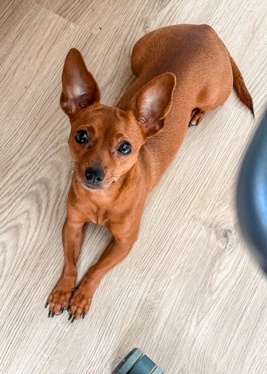 A small brown dog sitting on the floor