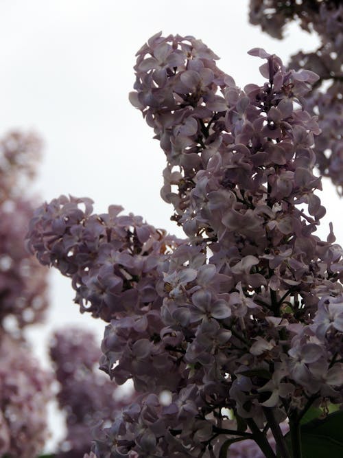 Foto profissional grátis de flor da primavera, flor desabrochando, floração