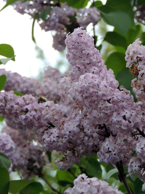 Foto profissional grátis de flor da primavera, flor desabrochando, floração