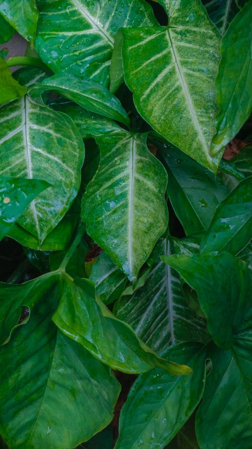 Free Vibrant green leaves showcasing fresh rain droplets, epitomizing nature's beauty and serenity. Stock Photo