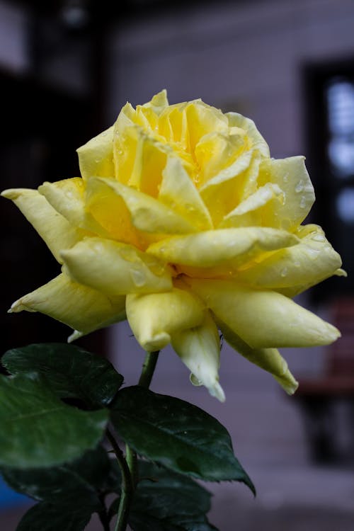 アドービ, キヤノン, 黄色いバラの無料の写真素材