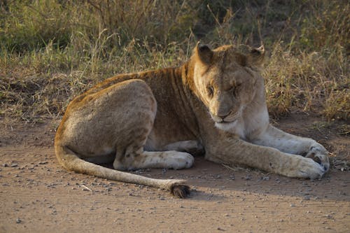 Lioness sleeping on the roadside