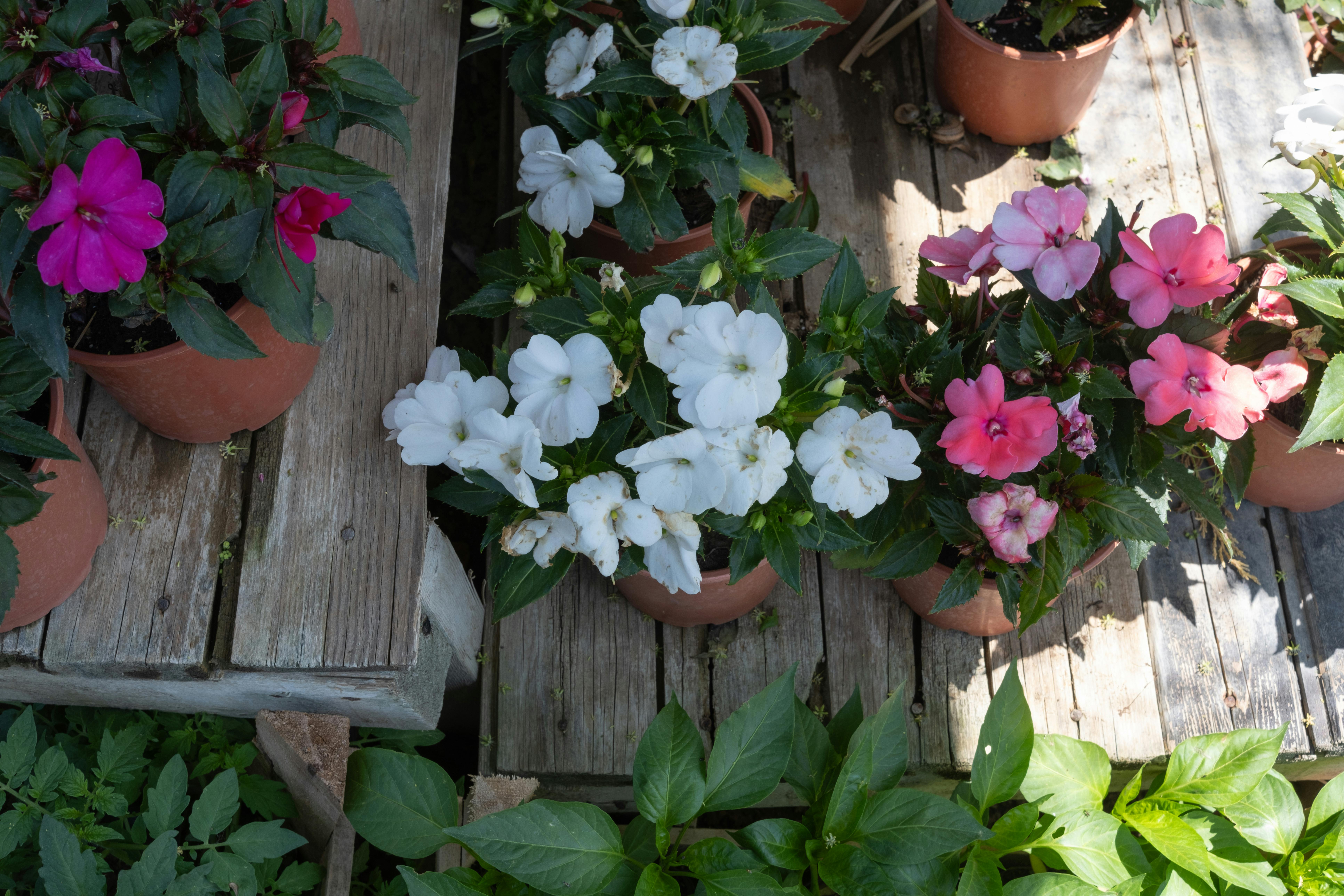 Colorful potted blooms on a rustic wood surface, illustrating vibrant spring landscaping.