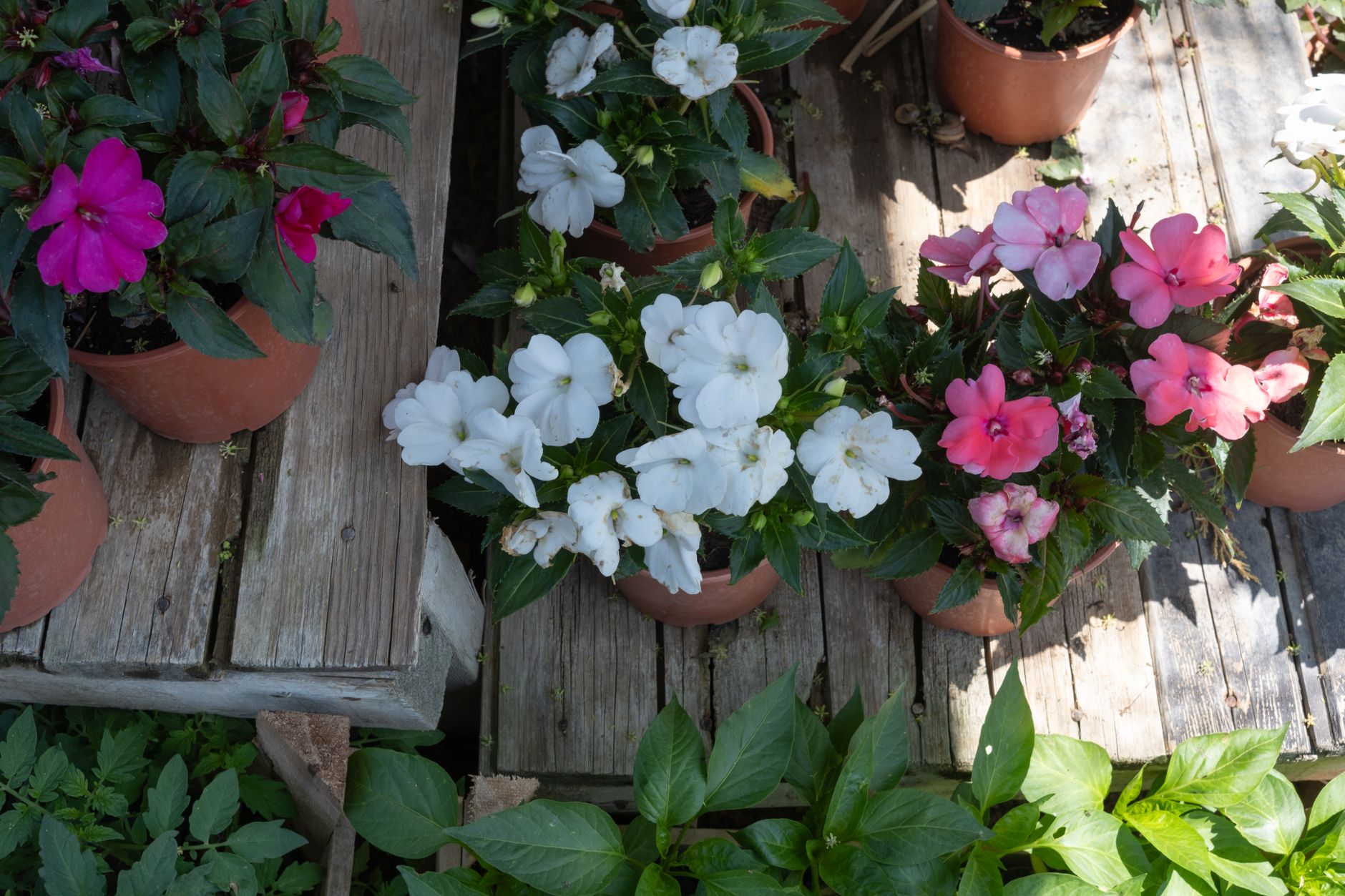 Colorful potted blooms on a rustic wood surface, illustrating vibrant spring landscaping. Colorful potted blooms on a rustic wood surface, illustrating vibrant spring landscaping.