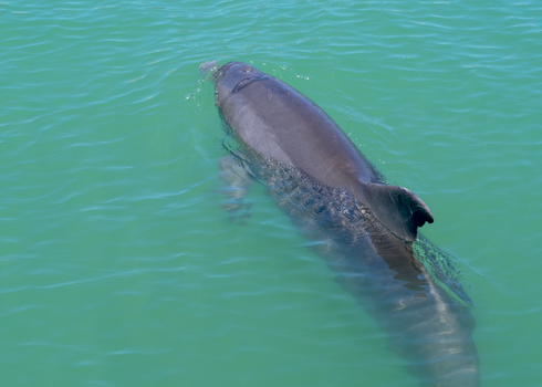 A dolphin swimming in the ocean with a green background
