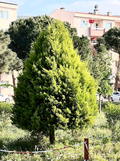 Kostnadsfri bild av barrträd, grönt landskap, grönt träd