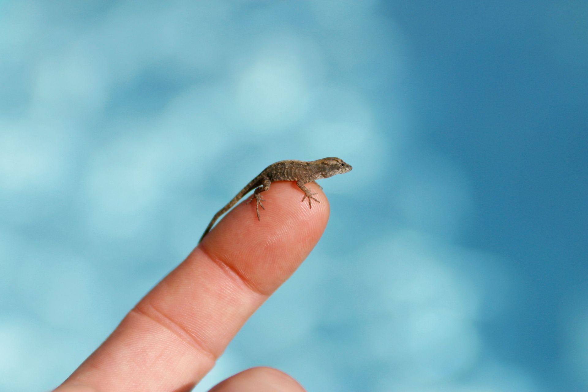 Tiny Lizard on a Human Finger