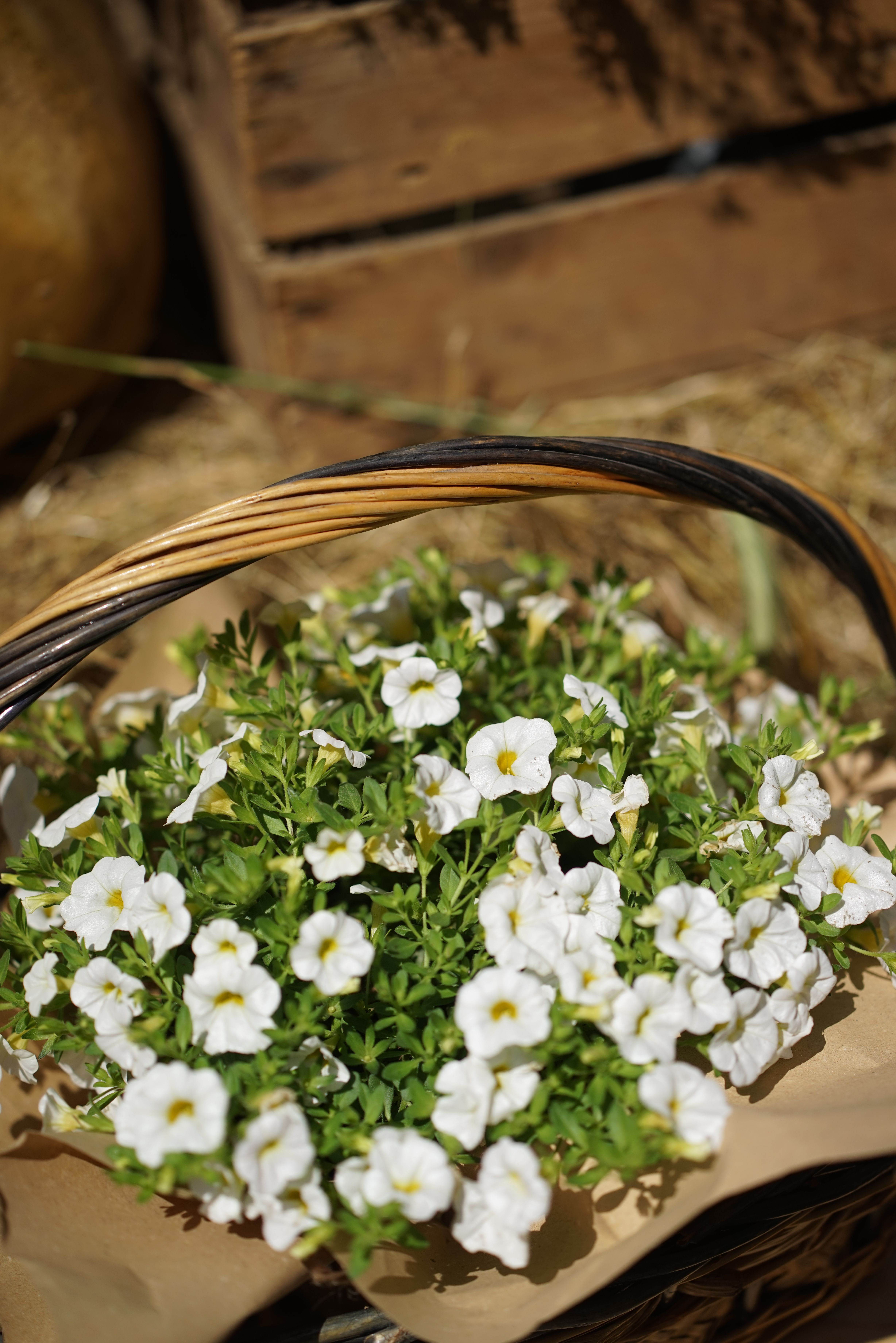 A charming basket filled with vibrant white petunias, capturing the essence of a sunny garden setting.