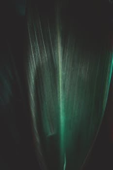 一片充满活力的绿叶特写，与深沉的阴影共同营造出戏剧性的效果