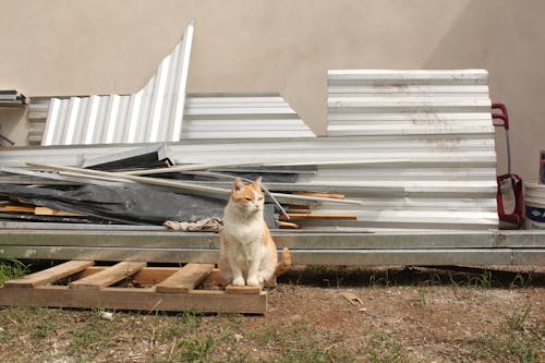 cat in front of scrap metal