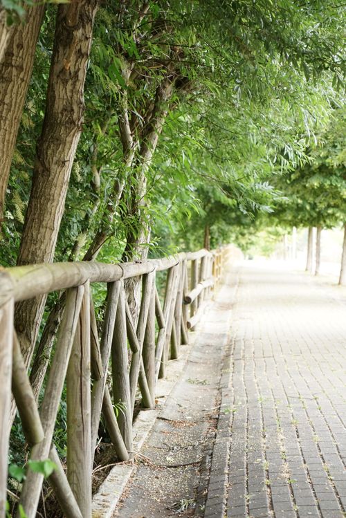 Free Peaceful park scene featuring a shaded walkway lined with trees and rustic wooden railings. Stock Photo