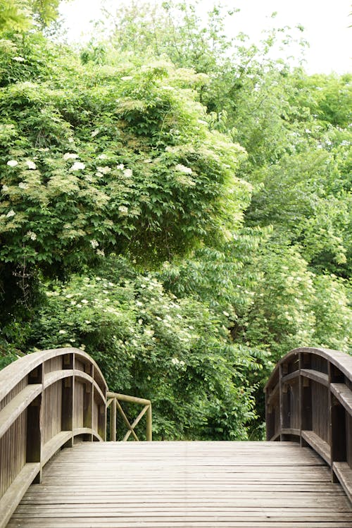 A wooden bridge over a stream with green trees