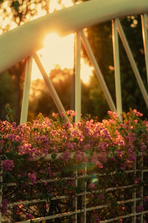 A bridge with flowers and a sunset in the background