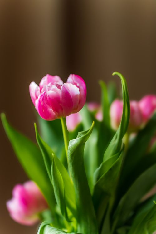 Free A close-up of vibrant pink tulips blooming with lush green leaves, showcasing spring beauty. Stock Photo