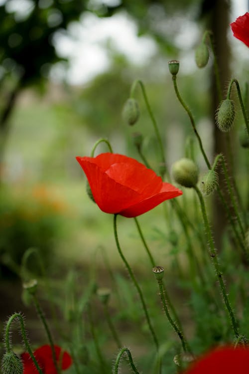 A red poppy is in the middle of a field