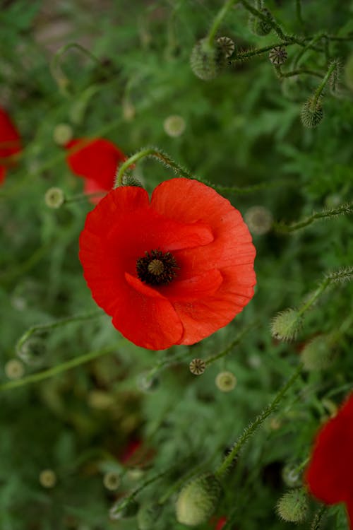 A red poppy flower is shown in this photo
