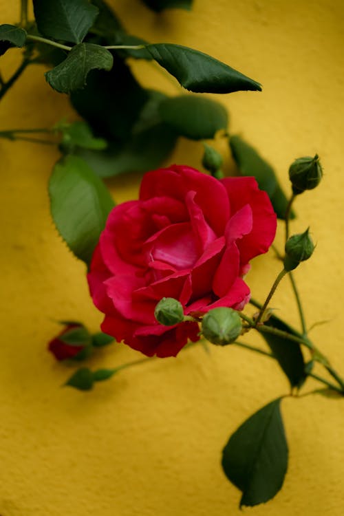 A single red rose against a yellow wall