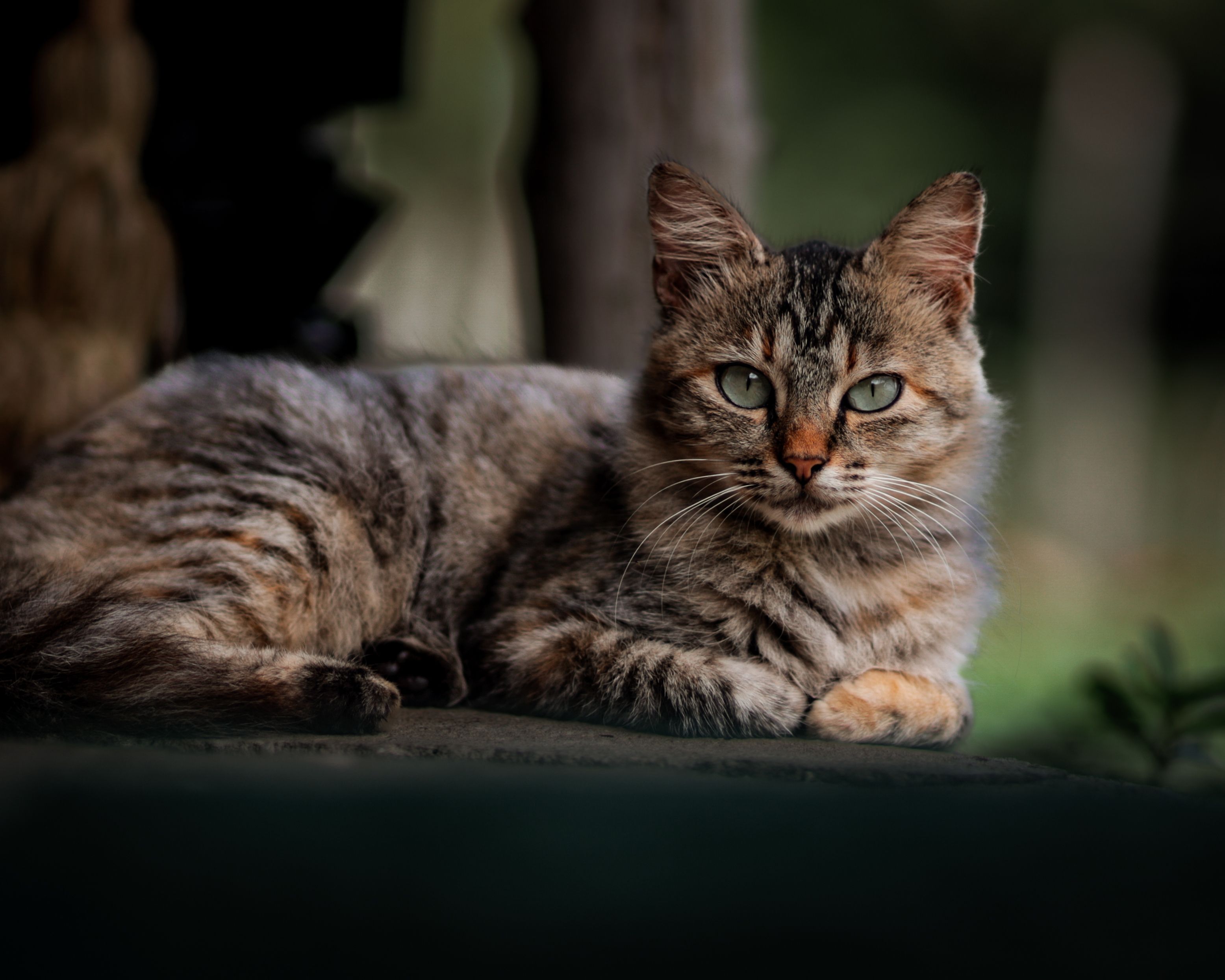 A serene domestic cat with striking eyes lounges outdoors, showcasing its markings