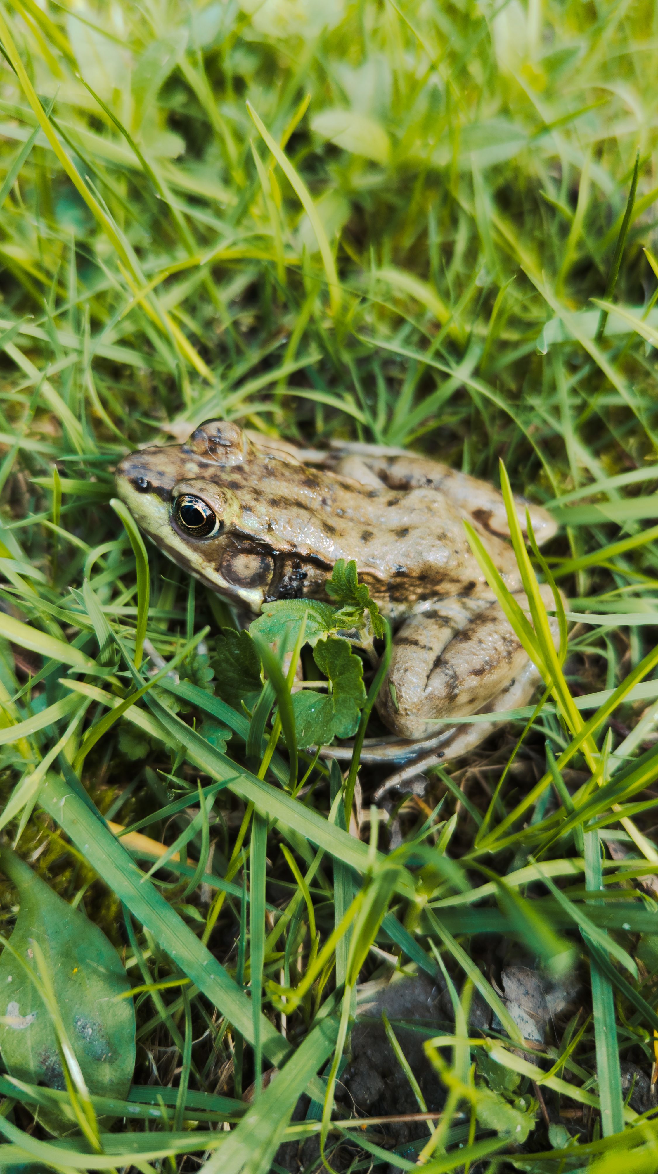 A close-up view of a camouflaged frog sitting in green grass, showcasing nature's artistry.