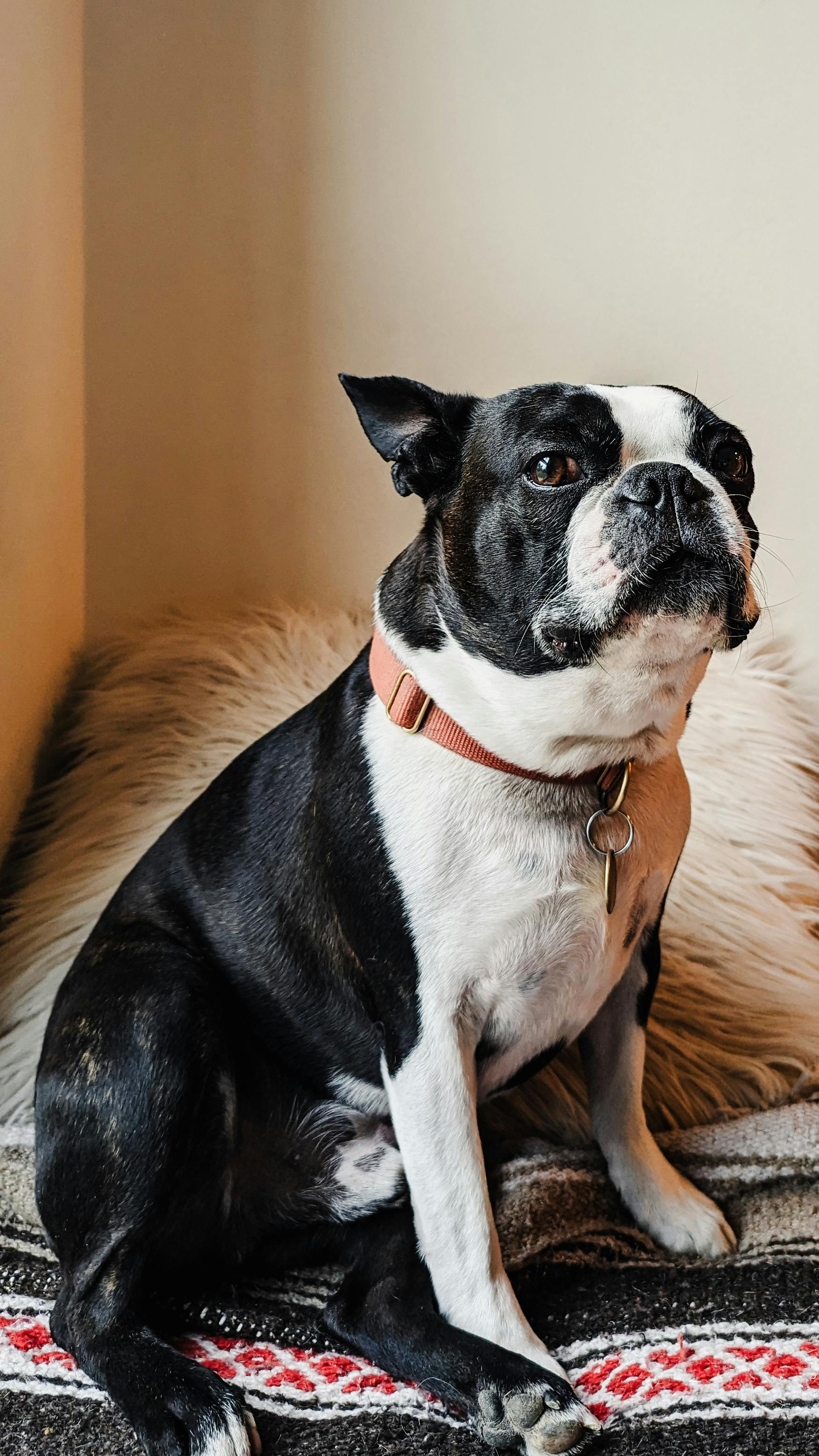 a boston terrier dog sitting on a sofa