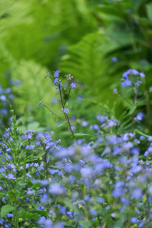 Free Close-up of vibrant blue wildflowers among lush green foliage, showcasing delicate blooms in Freiburg. Stock Photo