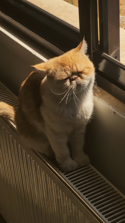 An Exotic Shorthair Cat Sitting on a Radiator in Sunlight 