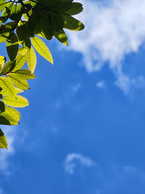 Kostnadsfri bild av blå himmel, blad, falla