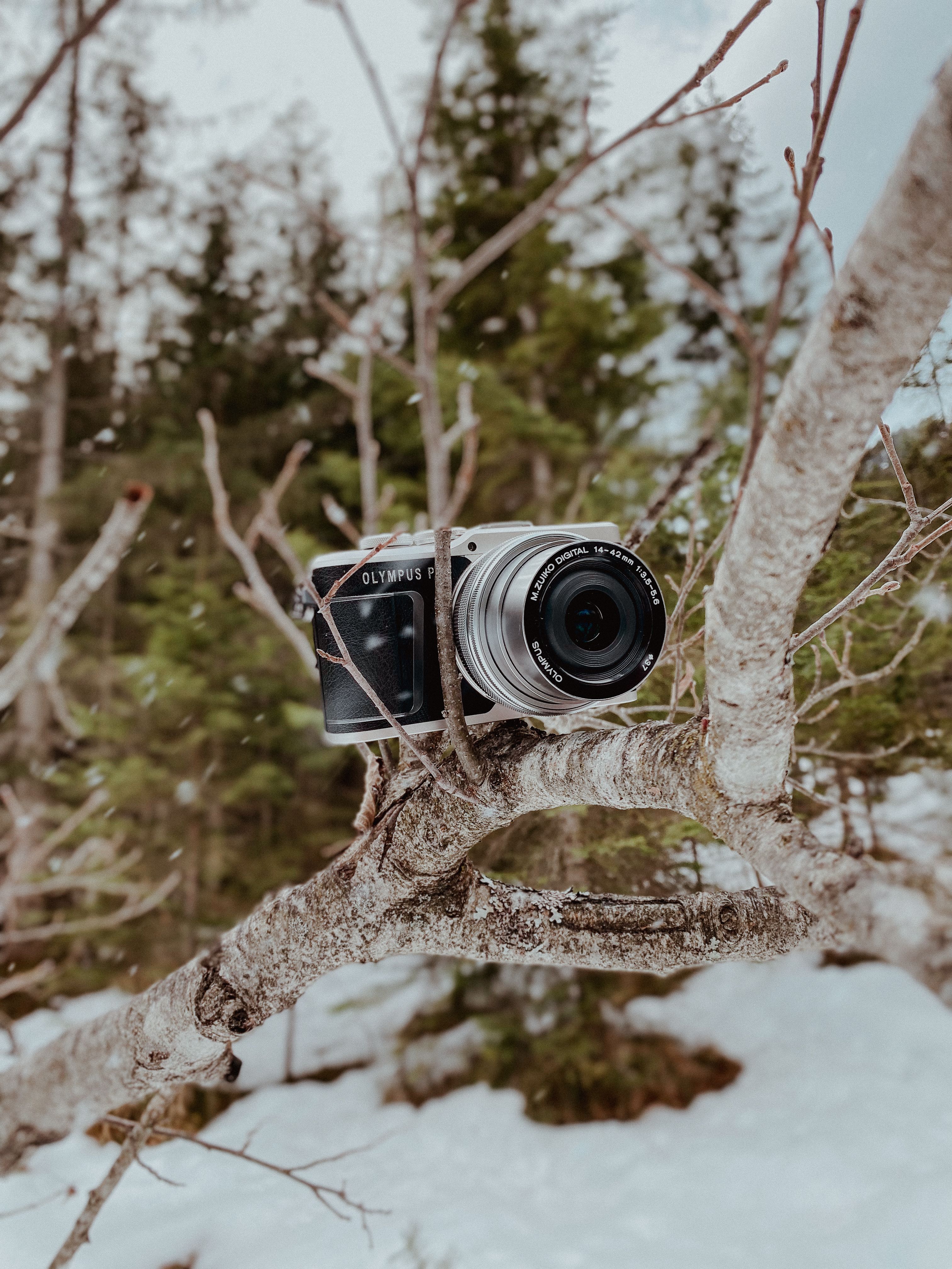 Mirrorless camera perched on a snowy tree branch in a winter forest setting.