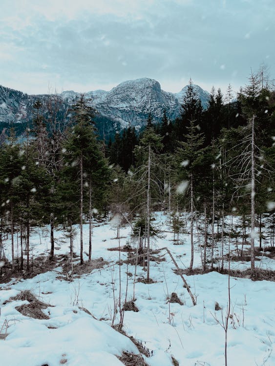Immagine gratuita di alberi, albero, congelato