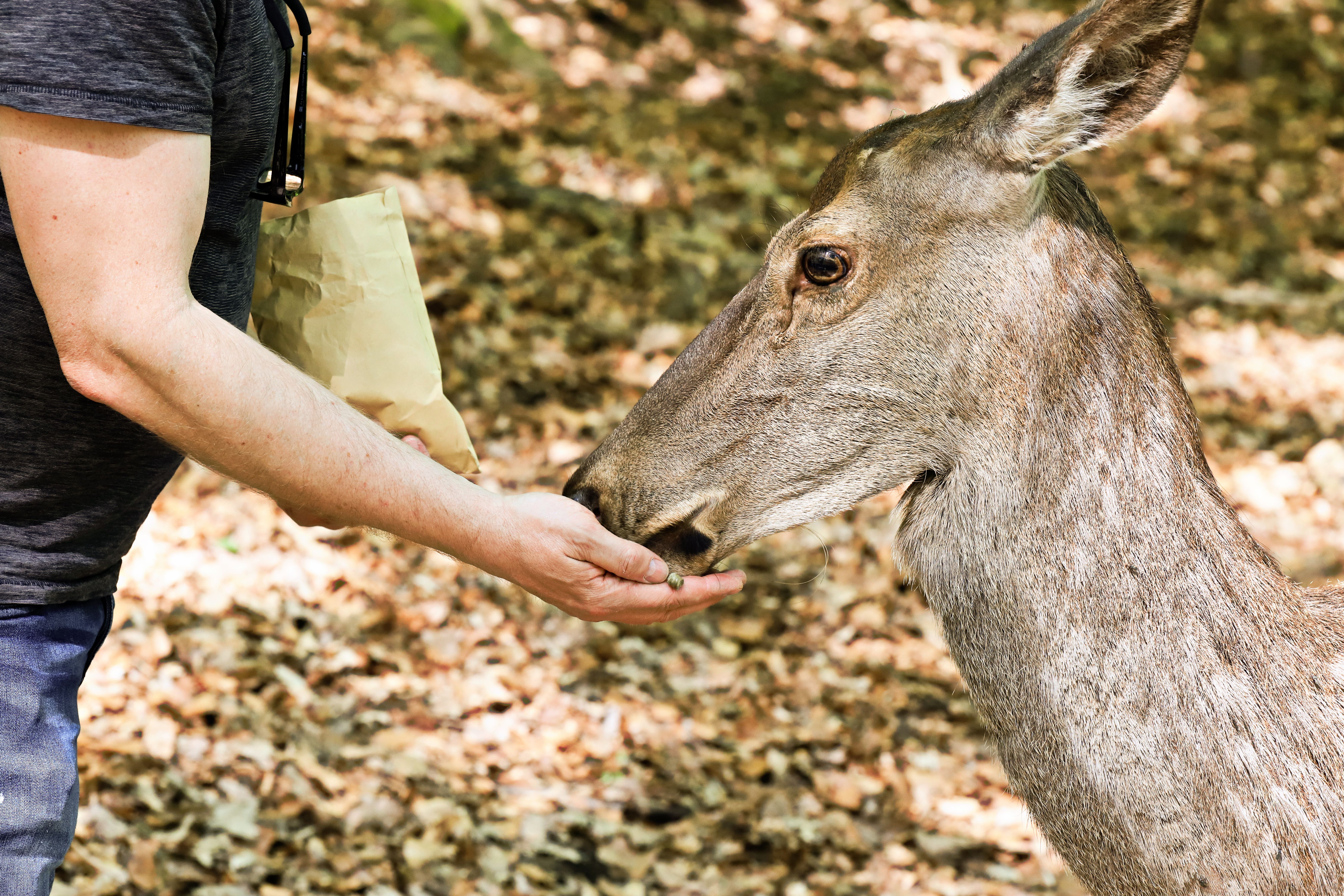 i feed wild deer