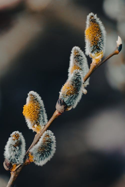 Бесплатное стоковое фото с дикая природа, зима, Ива