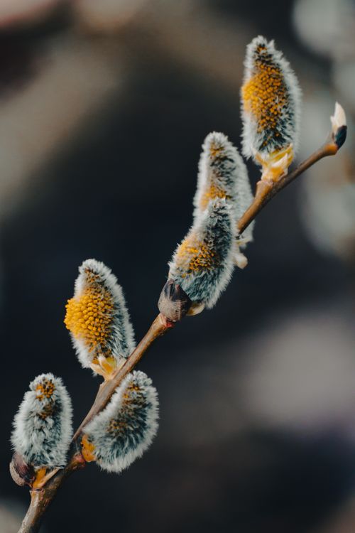 Free Detailed image of fluffy pussy willow buds, signaling the arrival of spring. Stock Photo