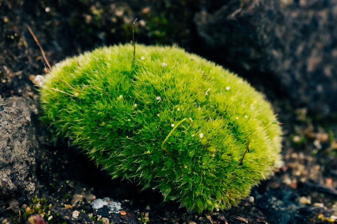 A small green moss is sitting on the ground