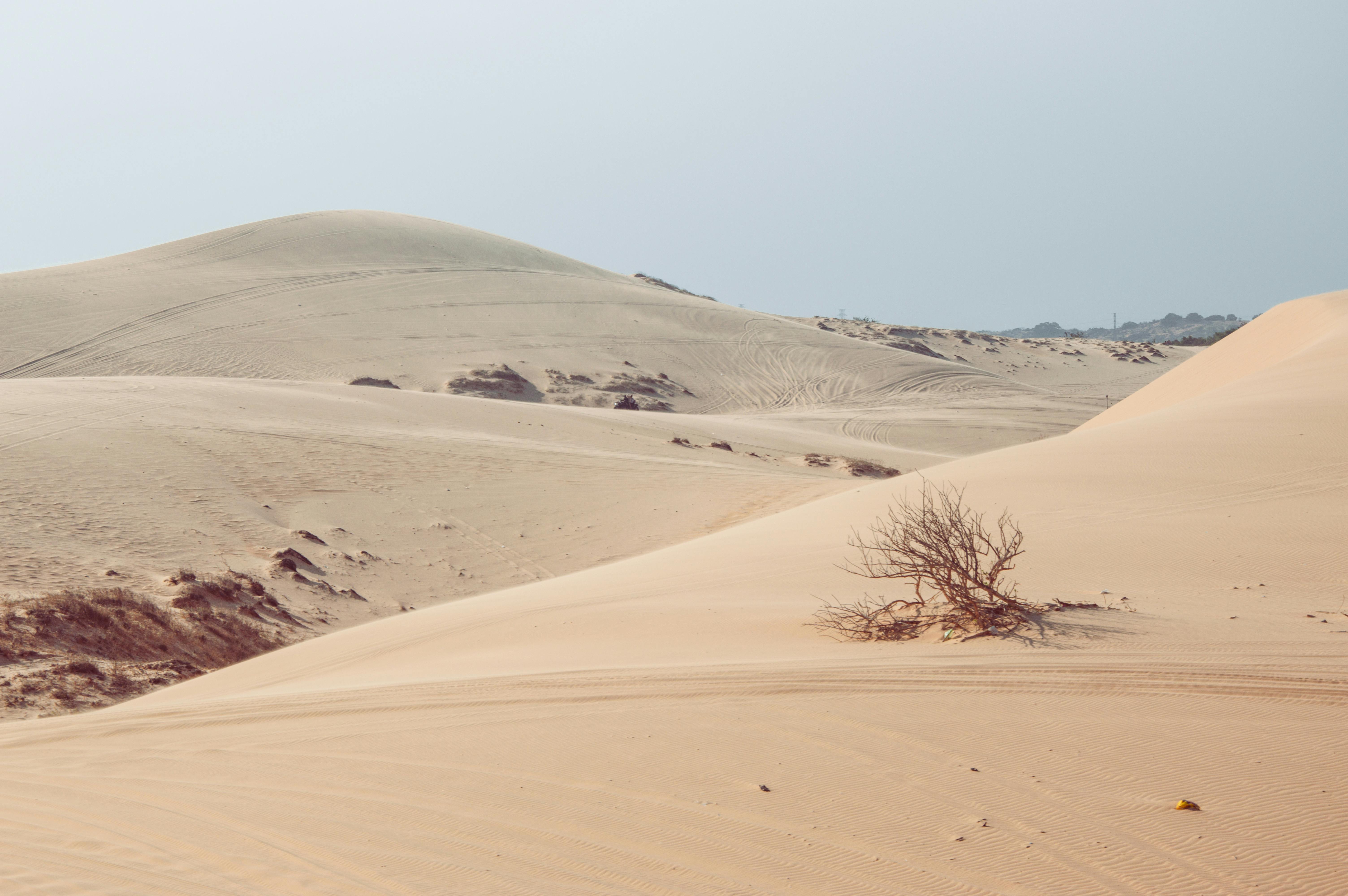 A serene landscape of golden sand dunes under a clear blue sky, featuring a solitary bush.