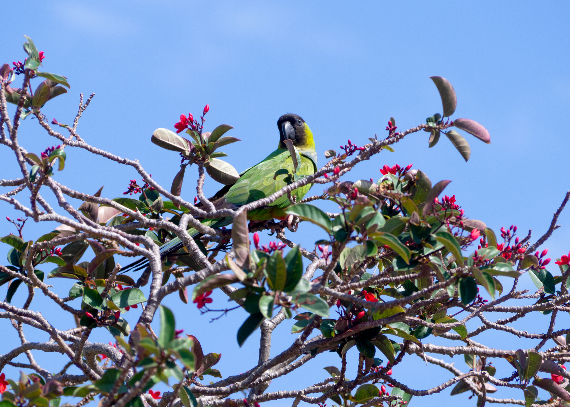 A vibrant Nanday Parakeet perched among the red blossoms against a clear blue sky.