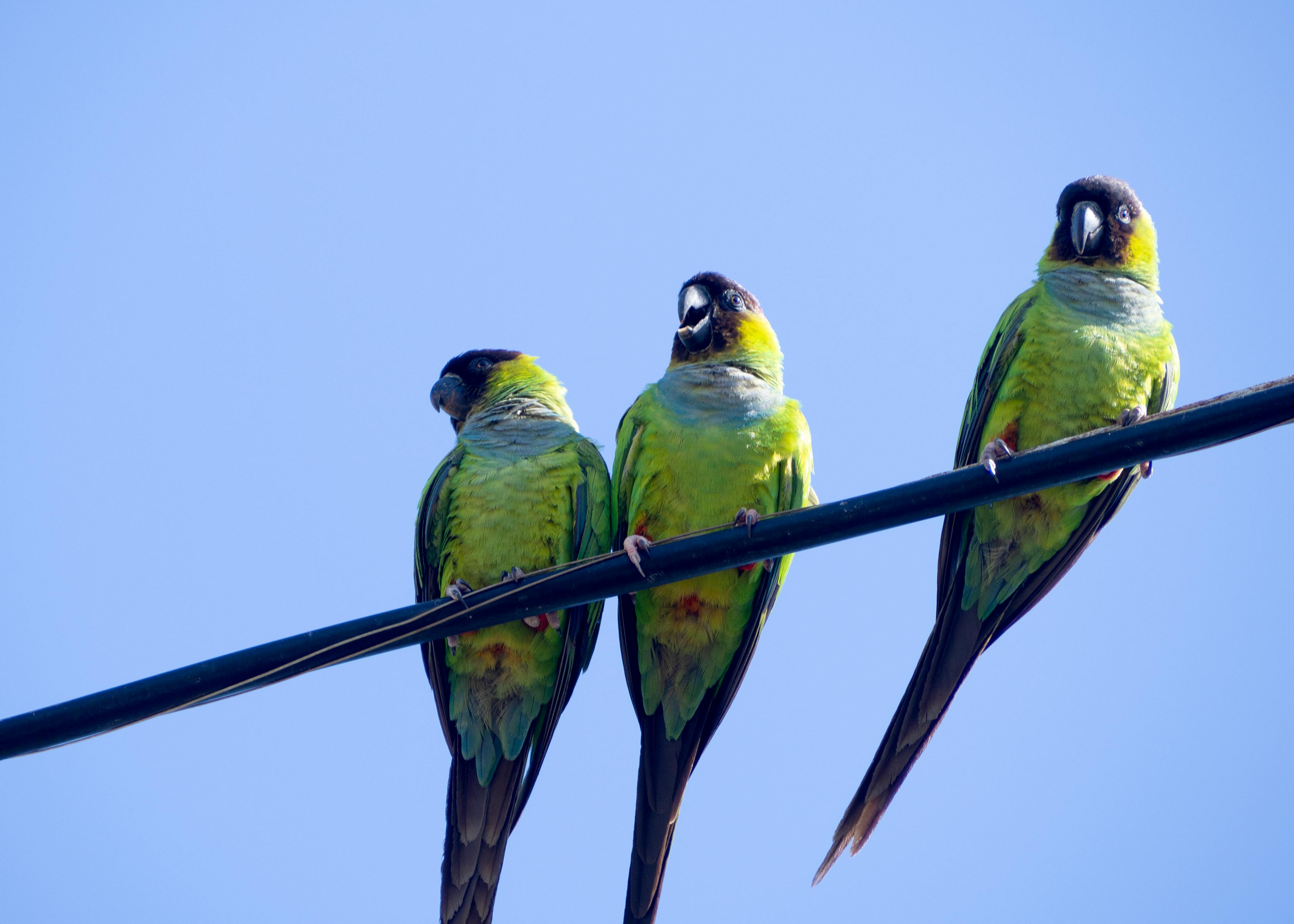 low angle view of three green parrots perching on a metal railing against the blue sky