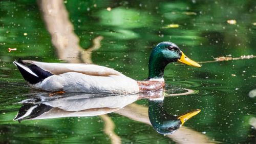 Free A vibrant mallard duck swimming gracefully on a reflective pond, showcasing its natural beauty. Stock Photo