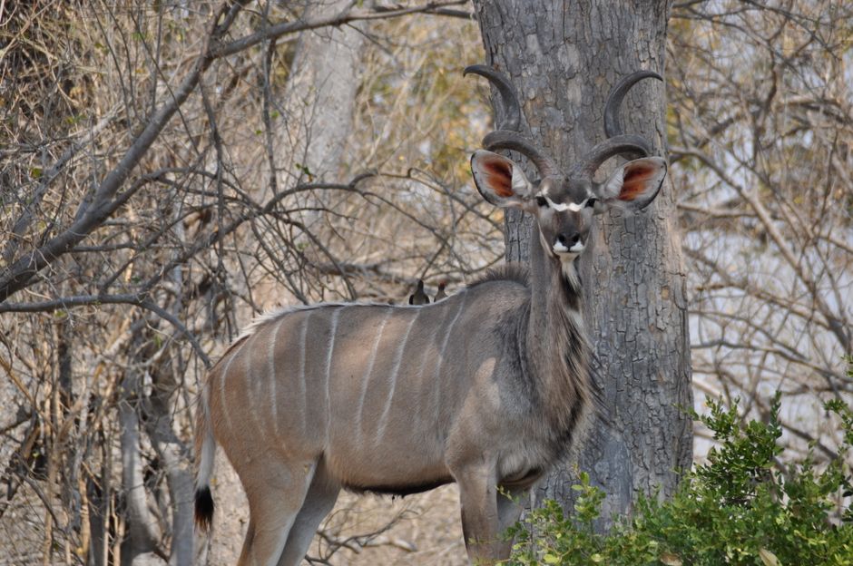 Safari en 4x4 dans la Réserve de Moremi