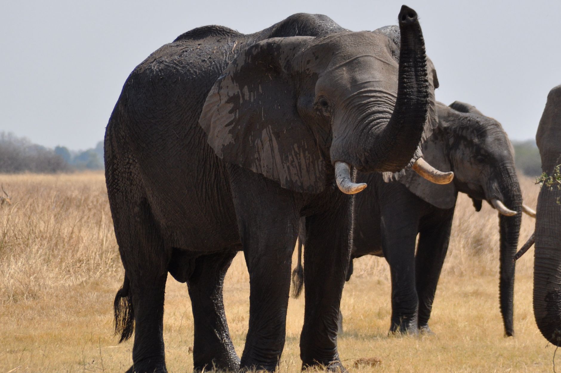 Botswana, Botswana