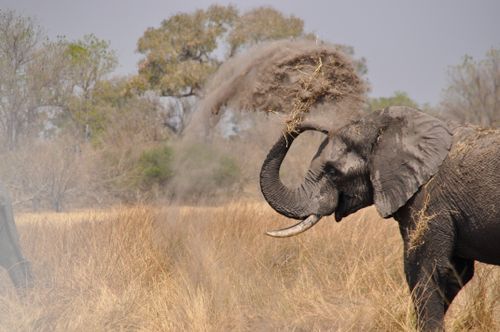 Free An African elephant covers itself with dust in a vibrant savanna setting. Stock Photo