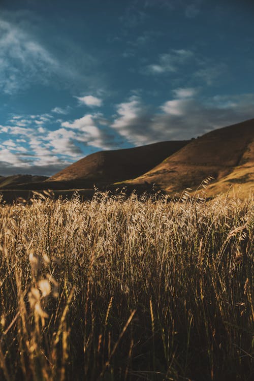 Mountain Field Fotoğrafı