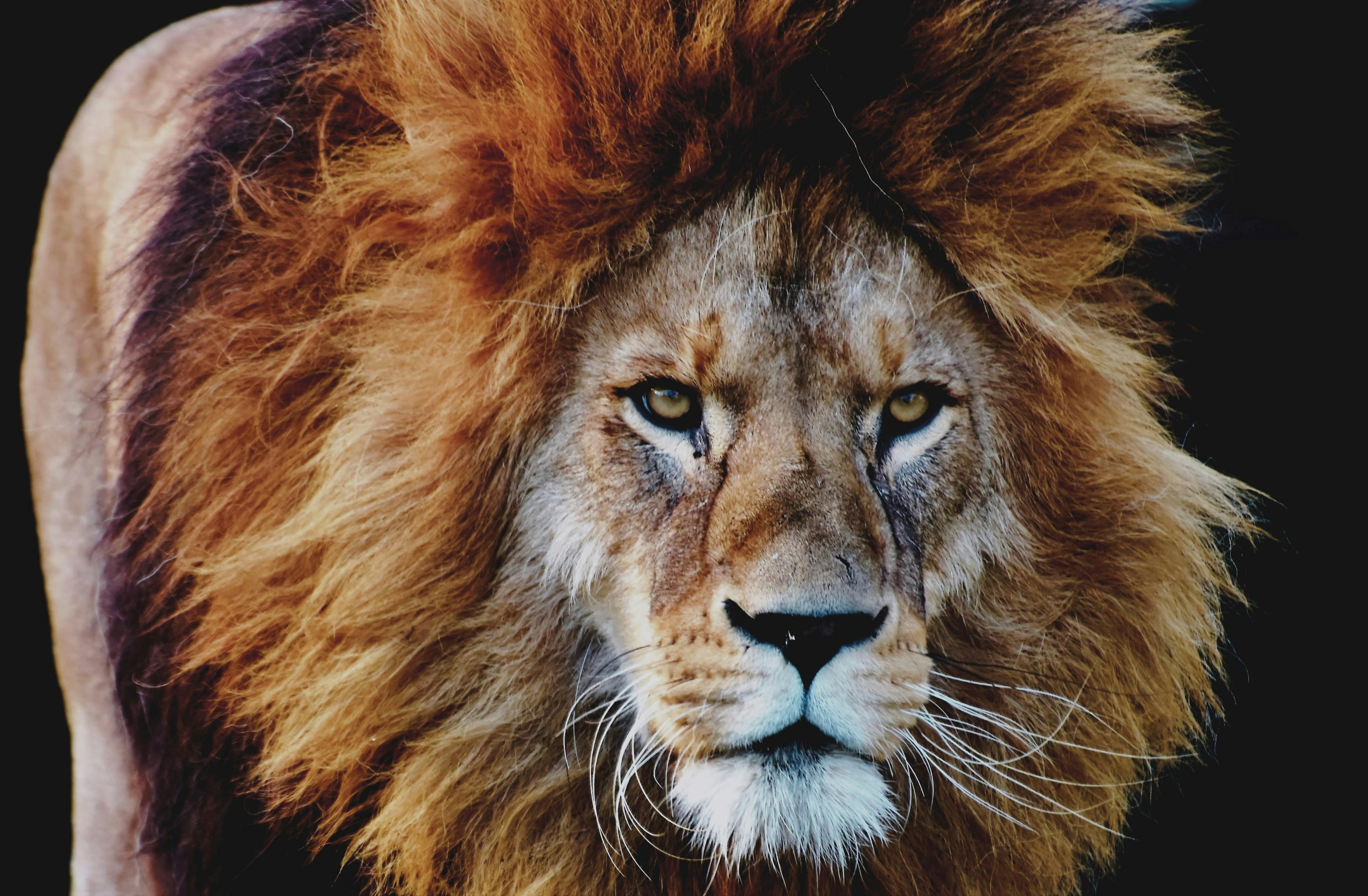 lion-free-stock-photo