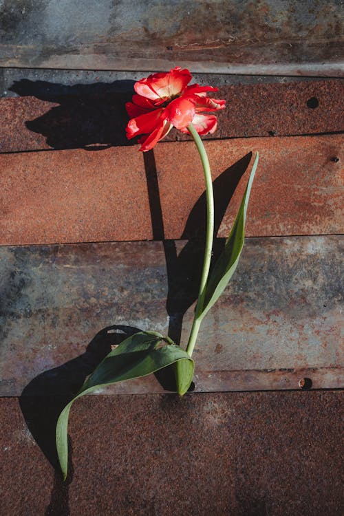 A red flower on a rusty wall