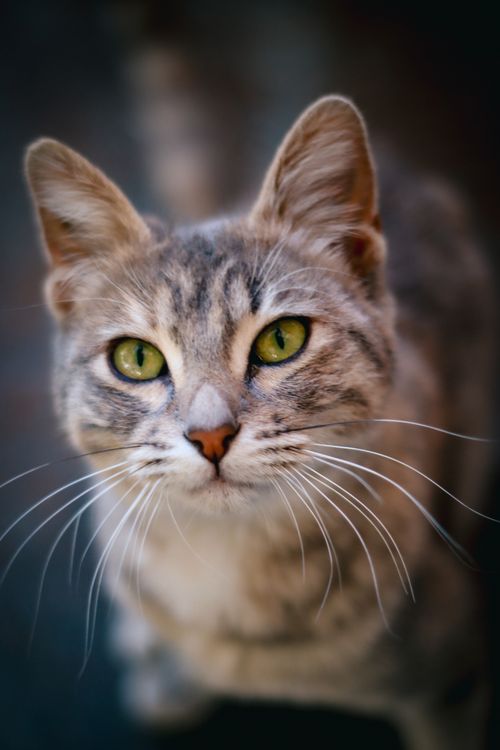 Free A close-up portrait of a gray tabby cat with striking green eyes and long whiskers. Stock Photo