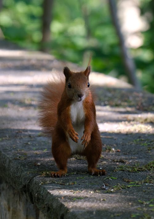 A squirrel standing on a stone ledge with its tail up