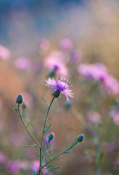 A purple flower in the middle of a field